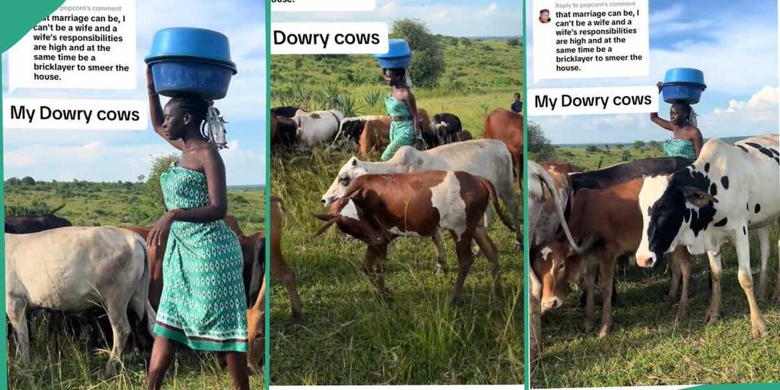 Lady shows off her bride price cows. Lady shows off her bride price cows.