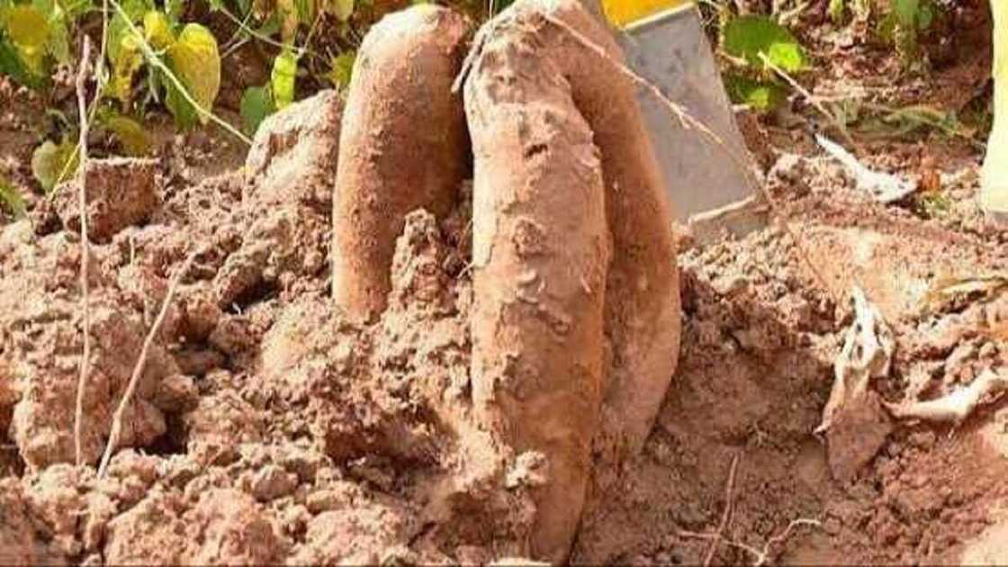 An yanke hukuncin kisa ga barawon doyar da ya kashe mai gona An yanke hukuncin kisa ga barawon doyar da ya kashe mai gona