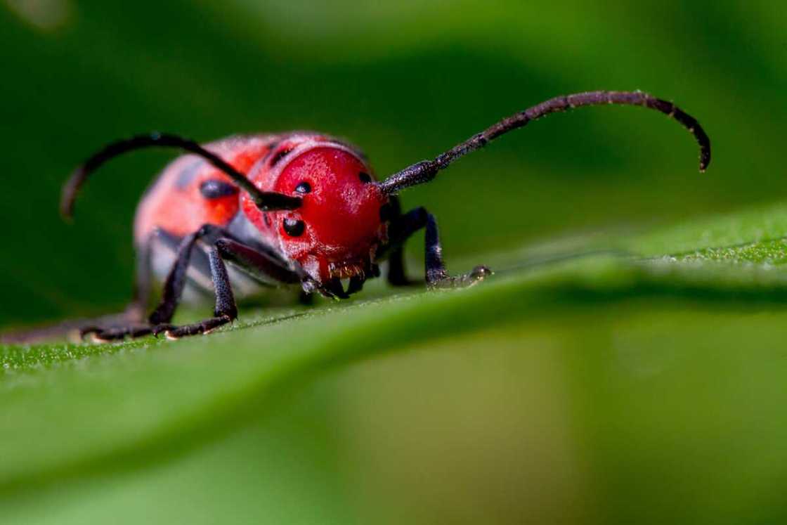 Red milkweed beetle