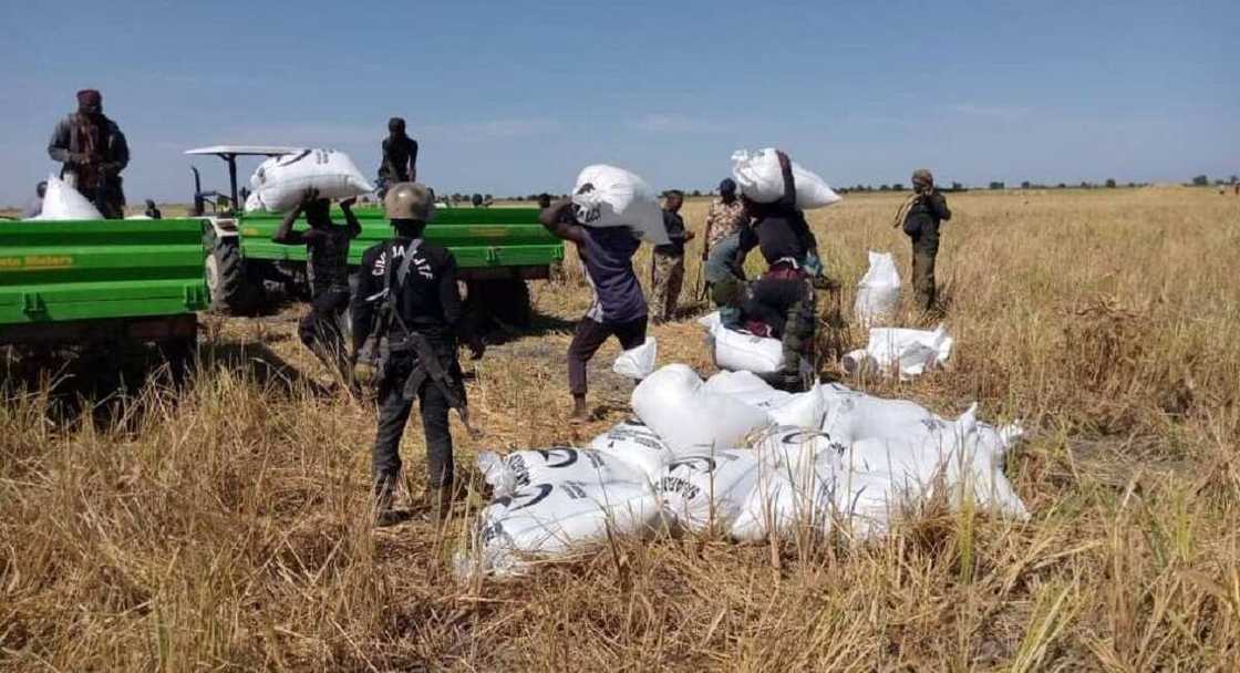 Hotunan sojin Najeriya suna tsaro da taya manoman Zabarmari girbi a gona