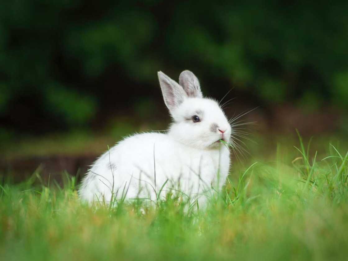 Cute rabbit names Cute rabbit names
