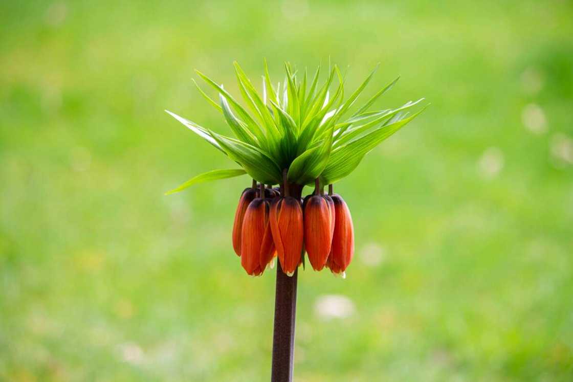 A close-up shot of a crown imperial plant A close-up shot of a crown imperial plant