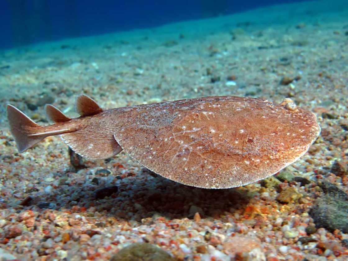 An Electric Ray in deep-sea