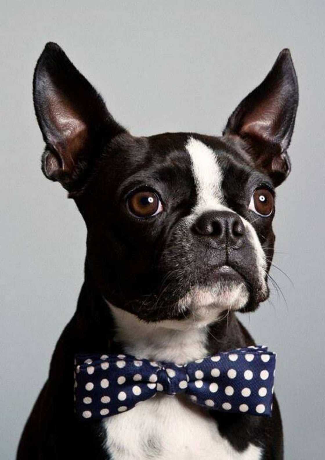 cute puppy cute puppy