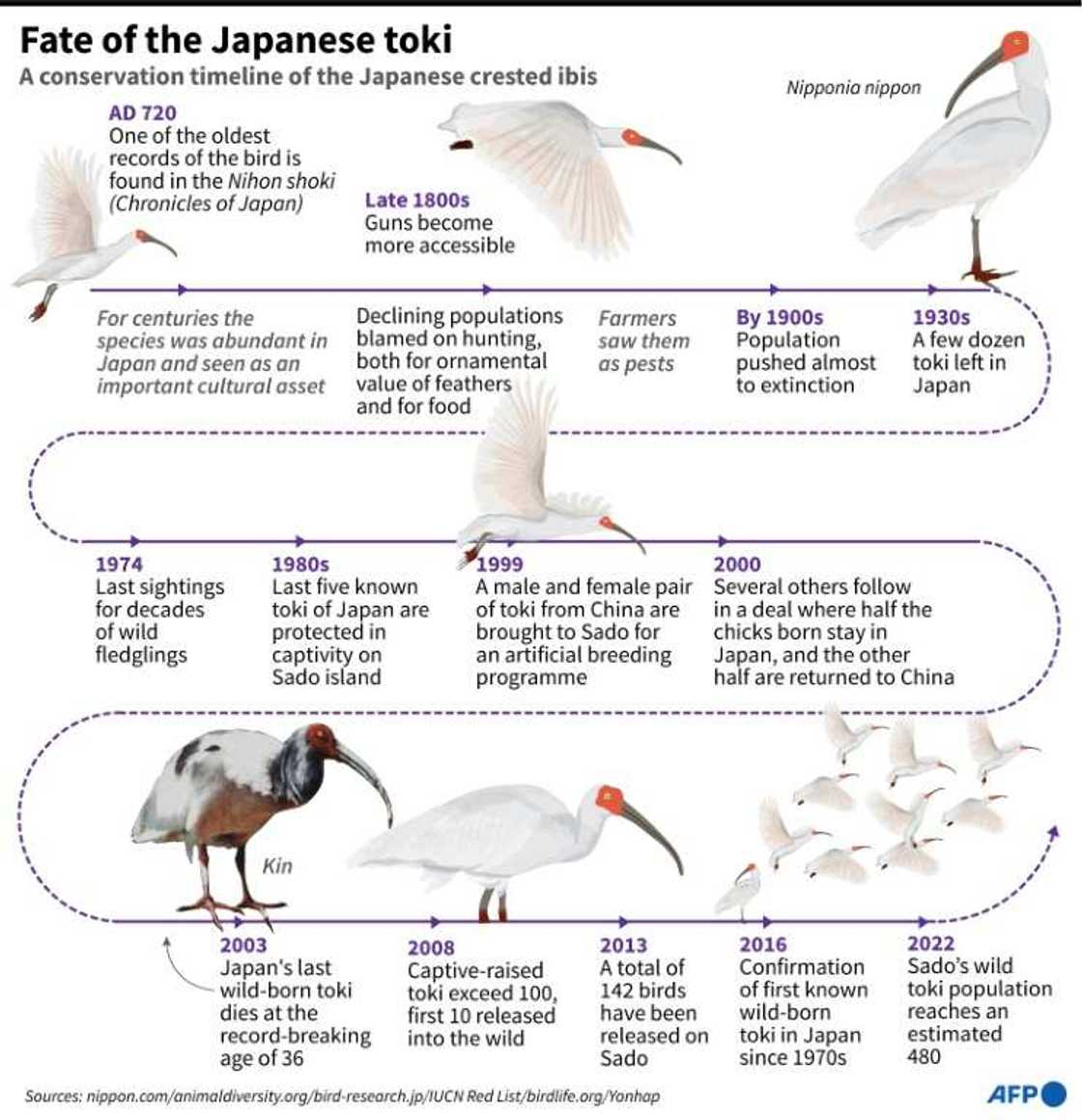 Conservation timeline of the Japanese crested ibis Conservation timeline of the Japanese crested ibis
