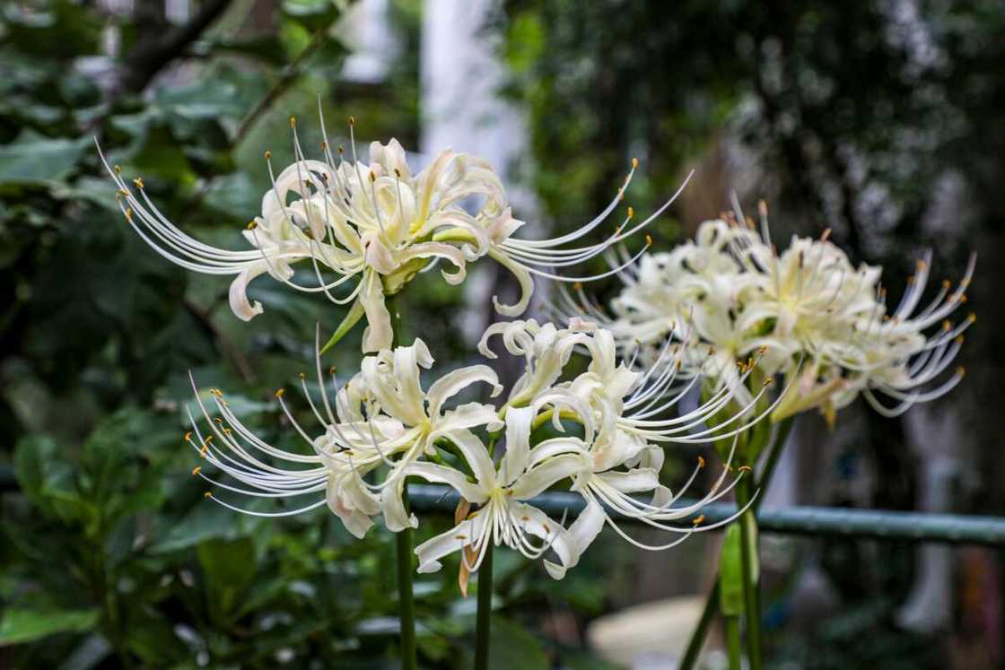 White spider lily