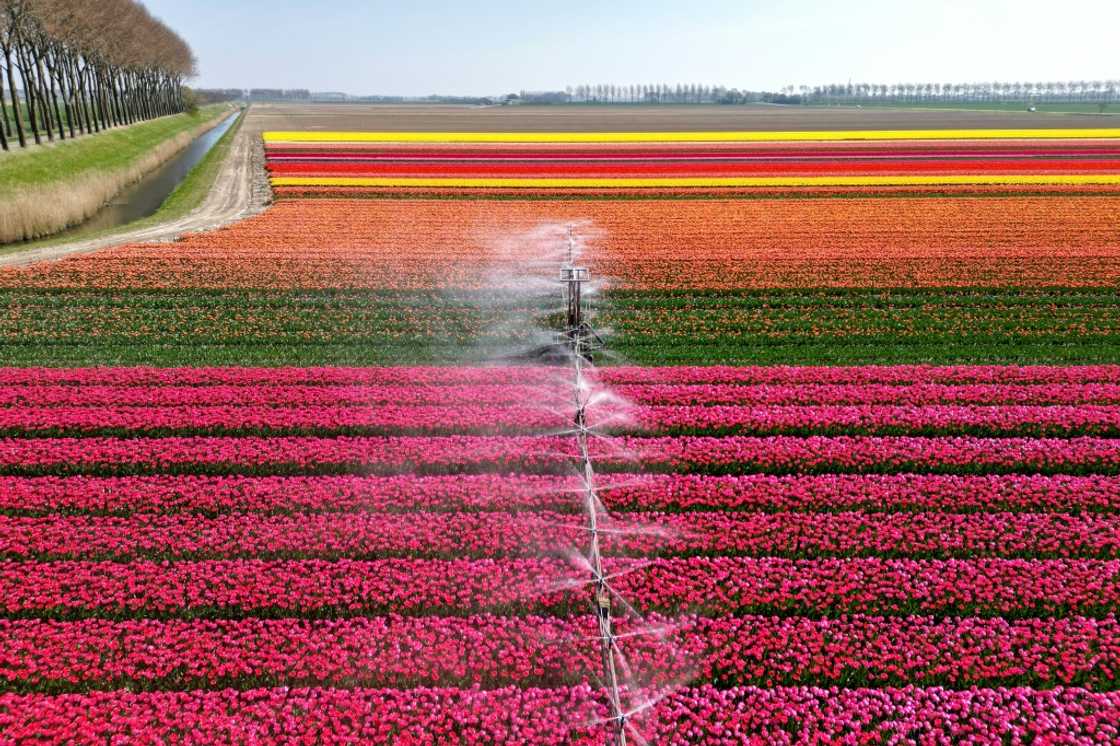 There are concerns about the amount of pesticides on flowers There are concerns about the amount of pesticides on flowers