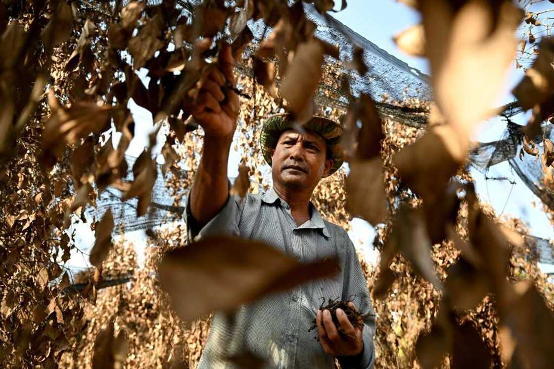 "It is so hot this year, no rains, and we have no water to water the pepper plants," says farmer Chhim Laem "It is so hot this year, no rains, and we have no water to water the pepper plants," says farmer Chhim Laem