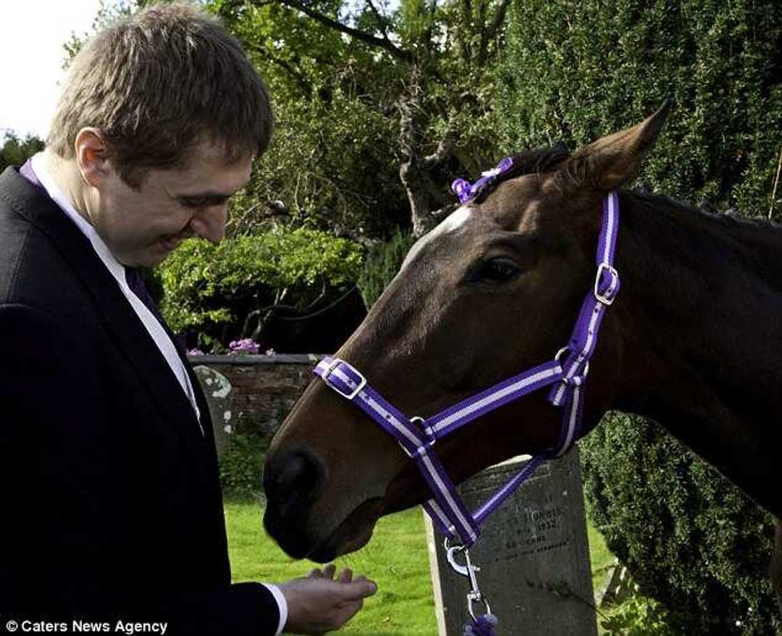 Couples choose horse as bridesmaid Couples choose horse as bridesmaid