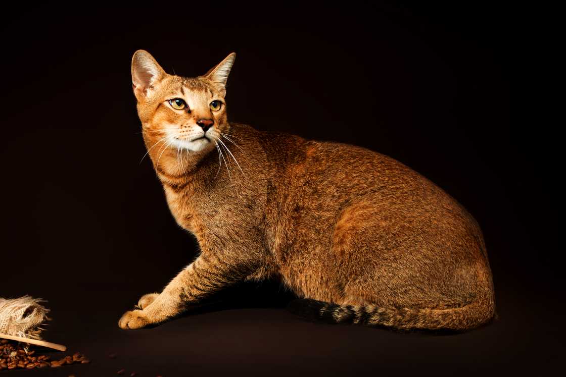 Chausie cat on dark brown background Chausie cat on dark brown background