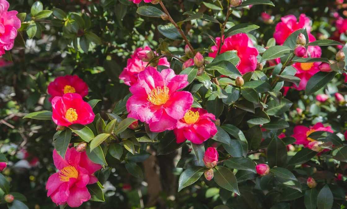 Camellia flowers growing on green branches Camellia flowers growing on green branches