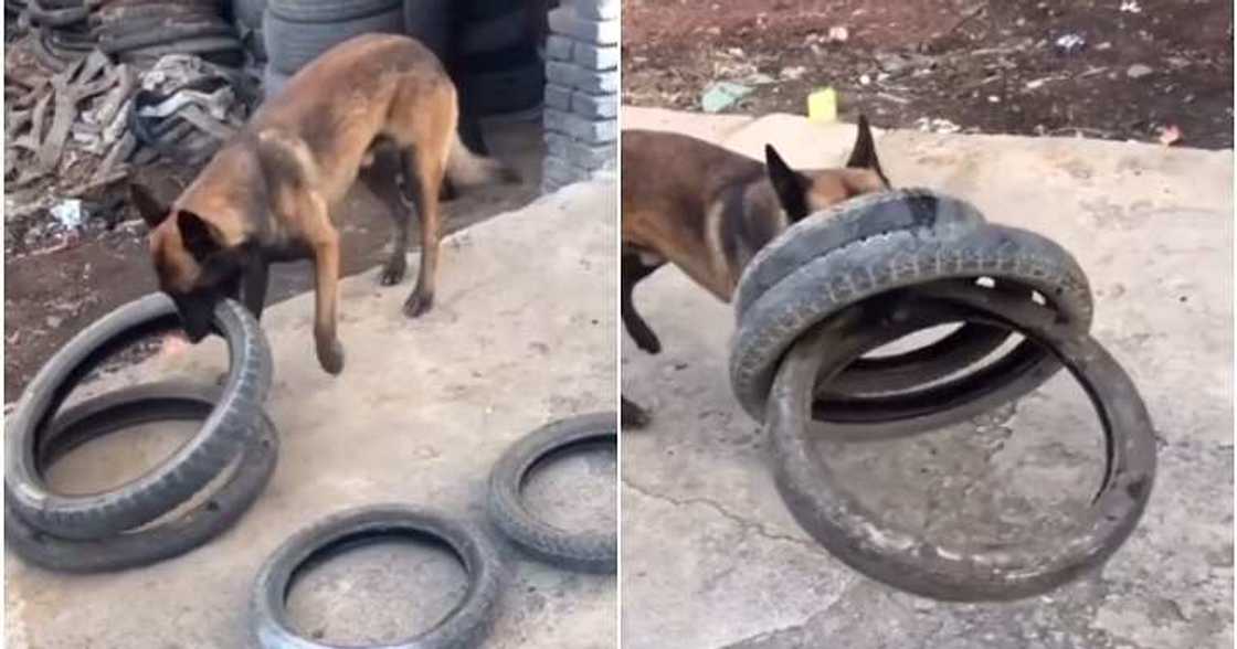 Clever dog, four tyres, teeth Clever dog, four tyres, teeth