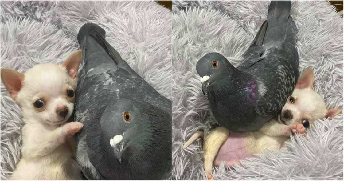 Wani kare da baya iya tafiya ya fara kawance da wata tattabara da ba ta iya tashi Wani kare da baya iya tafiya ya fara kawance da wata tattabara da ba ta iya tashi