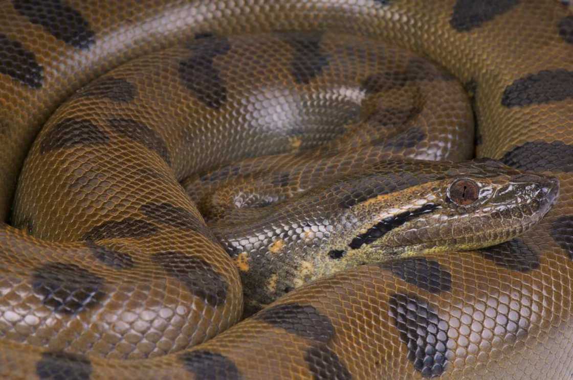 L'Anaconda vert (Eunectes murinus).
Photo : Getty Images L'Anaconda vert (Eunectes murinus).
Photo : Getty Images