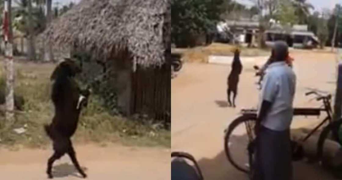 He's goat it!: Villagers left stunned after watching goat walk with hind legs He's goat it!: Villagers left stunned after watching goat walk with hind legs
