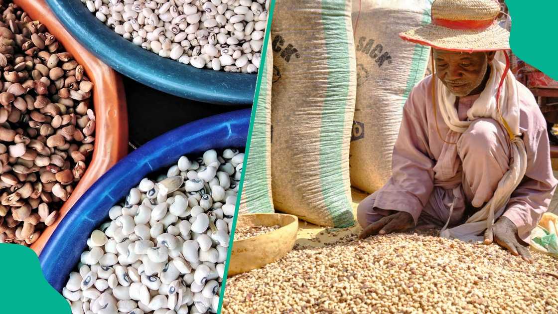 Nigeria is losing an estimated $362.5 million to $363 million every year in foreign exchange earnings due to the prolonged international ban on its dried beans exports, mainly by the European Union (EU). Nigeria is losing an estimated $362.5 million to $363 million every year in foreign exchange earnings due to the prolonged international ban on its dried beans exports, mainly by the European Union (EU).