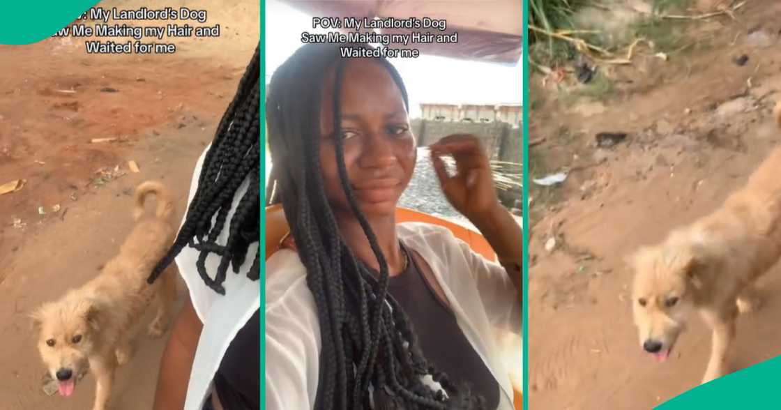 Dog keeping in Nigeria/Dog and tenant. Dog keeping in Nigeria/Dog and tenant.