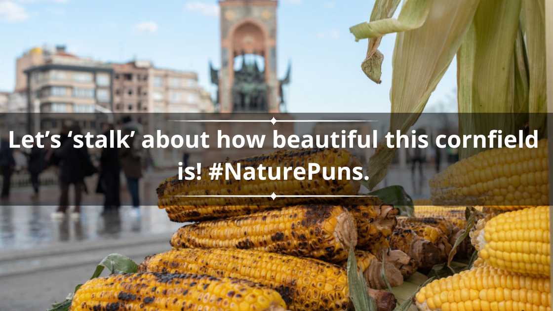 Corn puns for Instagram Corn puns for Instagram