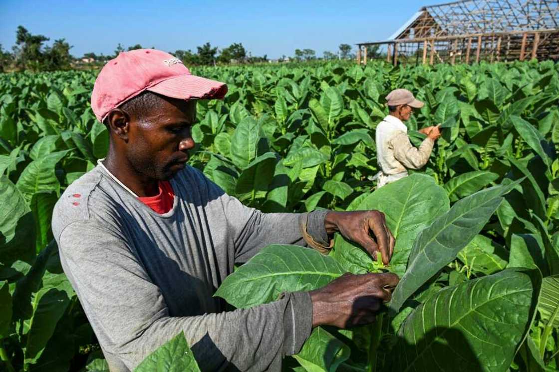 The 23rd edition of The Habano Festival opens in Havana next week after a two-year hiatus due to the Covid-19 pandemic