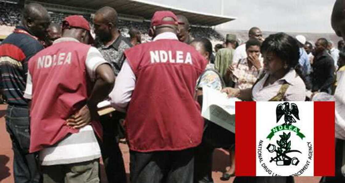 NDLEA NDLEA