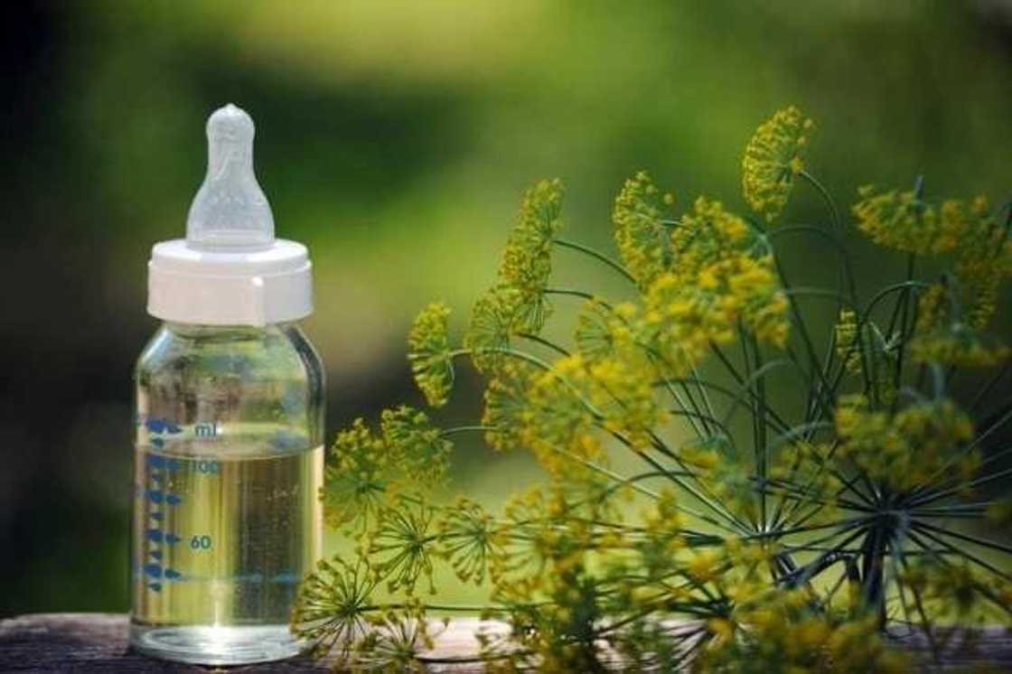 Dill water for newborns: recipe