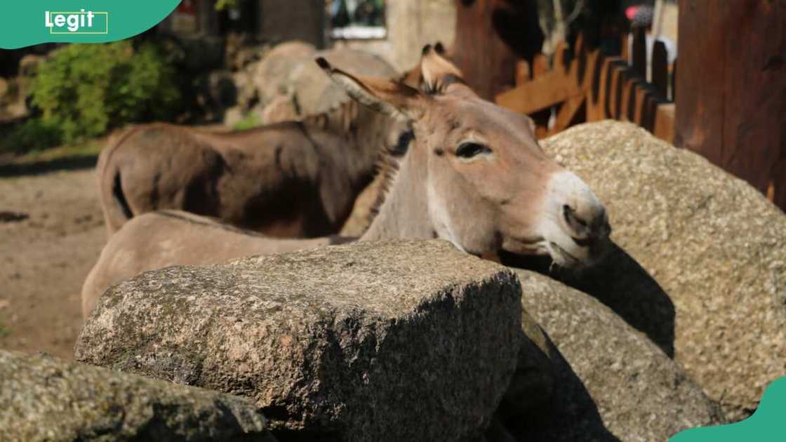 The donkey lays its head on a stone on a sunny day The donkey lays its head on a stone on a sunny day
