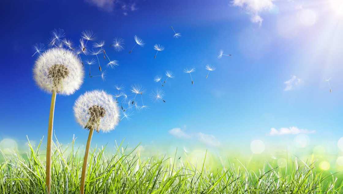 Dandelions on a field