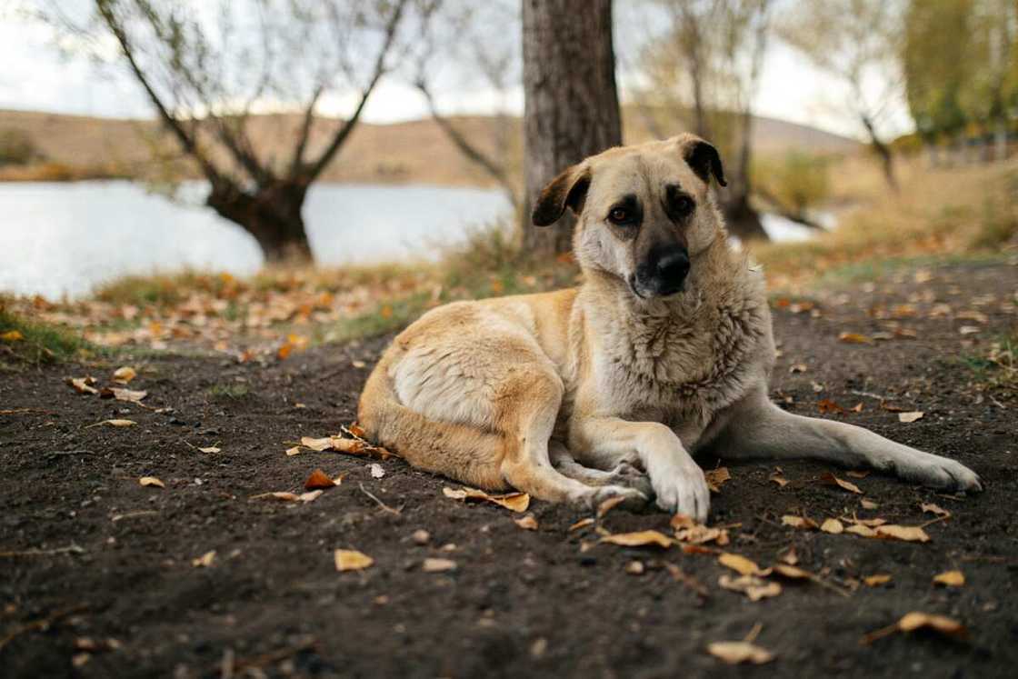 Kangal shepherd dog in the forest by the lake Kangal shepherd dog in the forest by the lake