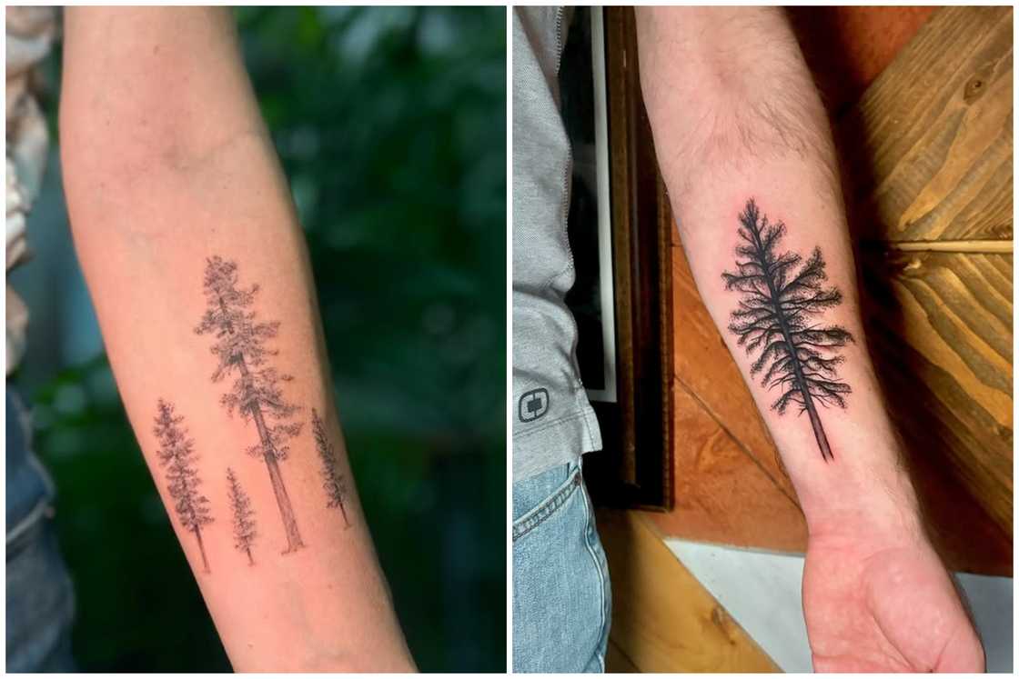 Pine Tree of Life tattoo