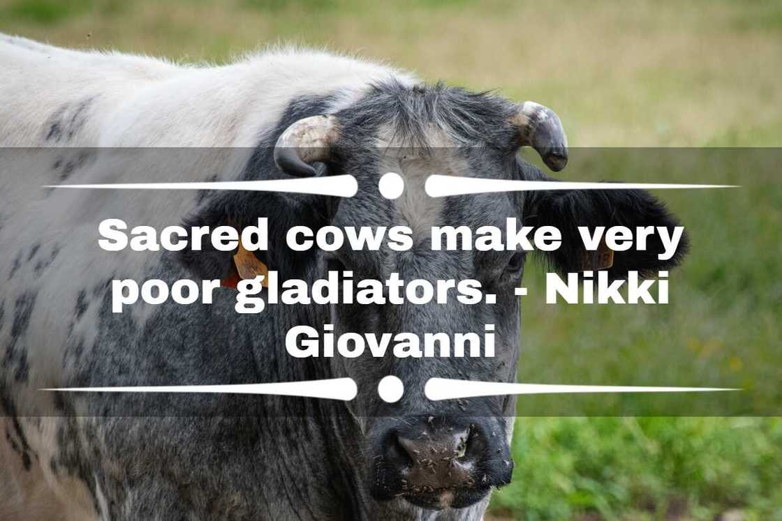 cow one-liners cow one-liners