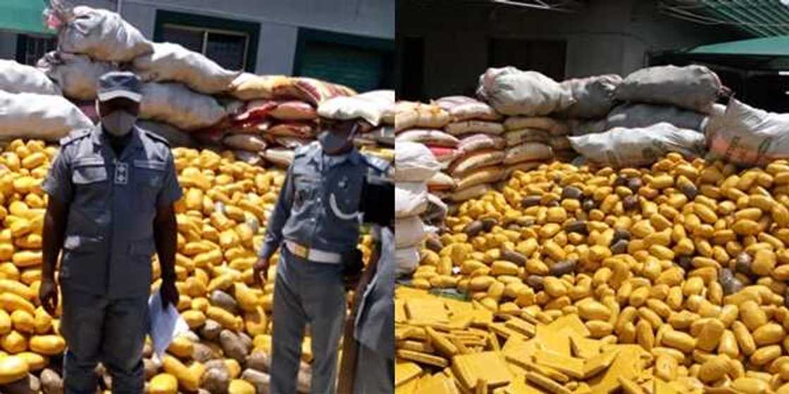 Fasa kauri: Jami’an kwastam sun kama wiwi da ta kai N1,000,000,000 Fasa kauri: Jami’an kwastam sun kama wiwi da ta kai N1,000,000,000