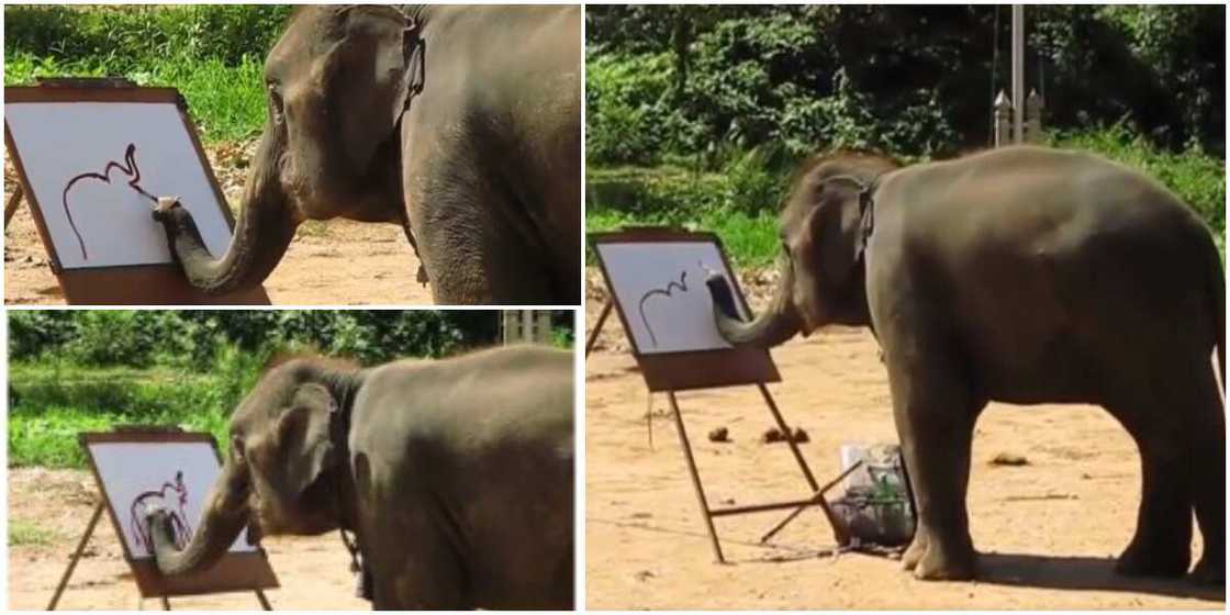 Incredible Video of Moment Elephant Made Beautiful Painting of Itself Stuns the Internet, Causes Stir