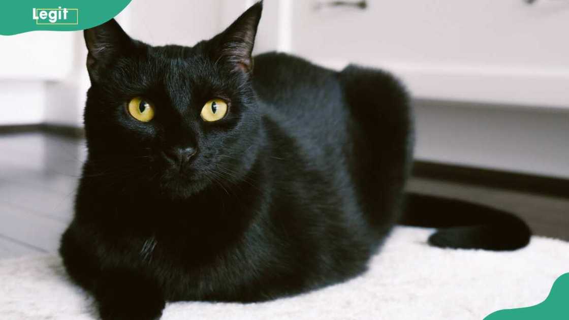 A black cat sitting on kitchen rug