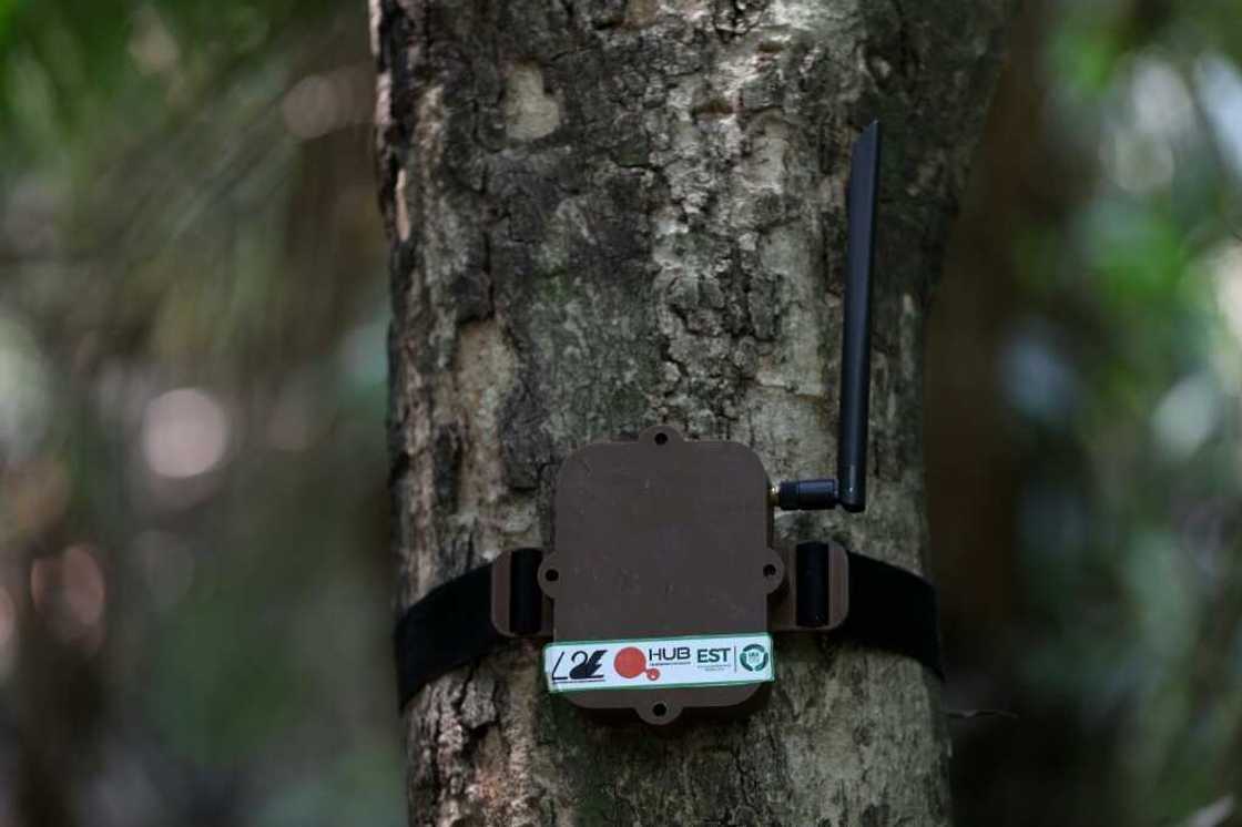 The 'curupira' sensors look like small internet modems but are in fact wireless and can relay data up to one kilometer (0.6 miles) via satellite to others in a network The 'curupira' sensors look like small internet modems but are in fact wireless and can relay data up to one kilometer (0.6 miles) via satellite to others in a network