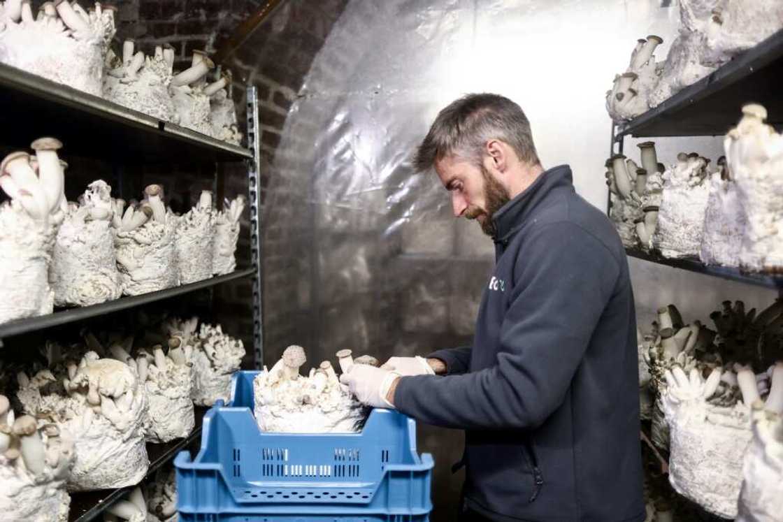 Beer brewing leftovers are being used to grow mushrooms in Belgium Beer brewing leftovers are being used to grow mushrooms in Belgium