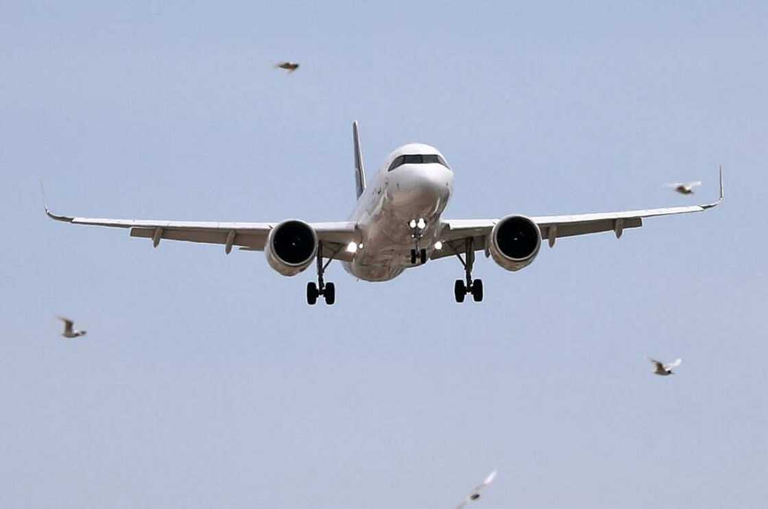 Bird attack on airplane