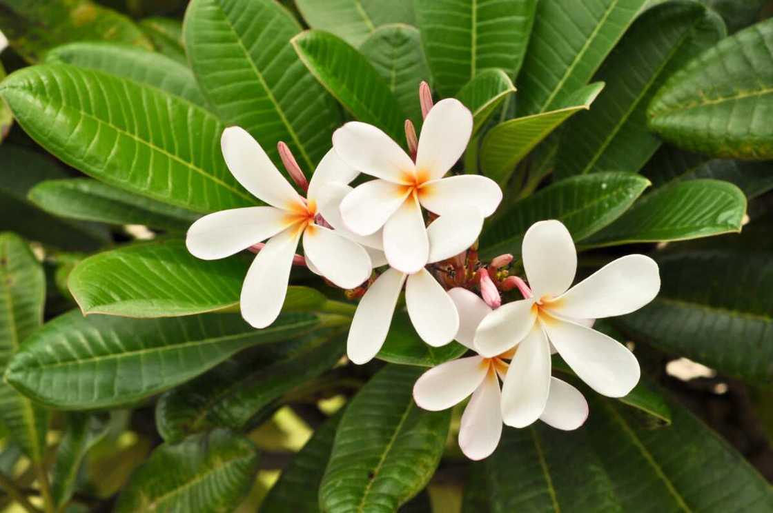 Close up of plumeria in bloom on a tree Close up of plumeria in bloom on a tree