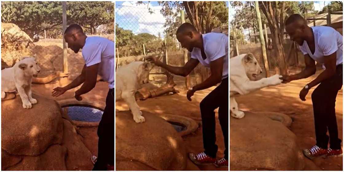 Rough Play: BBNaija's Omashola Gets Extra Cozy with Lion, Exchanges Handshake Rough Play: BBNaija's Omashola Gets Extra Cozy with Lion, Exchanges Handshake