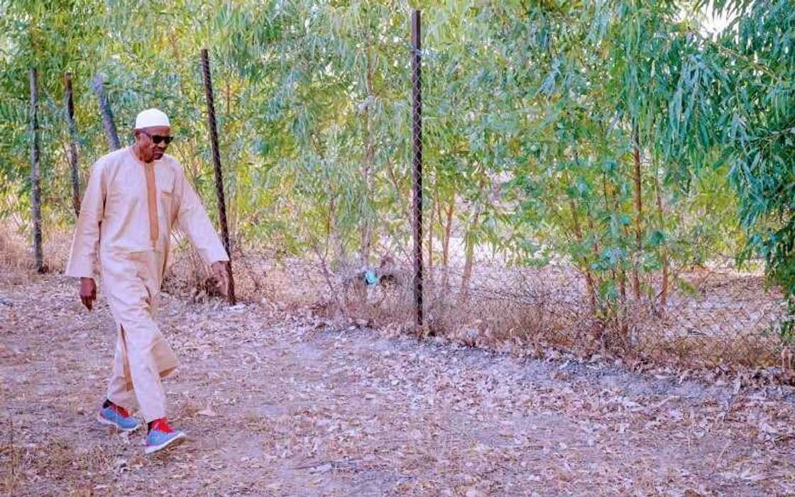 Buhari only thinking of his farm in 2023 Buhari only thinking of his farm in 2023