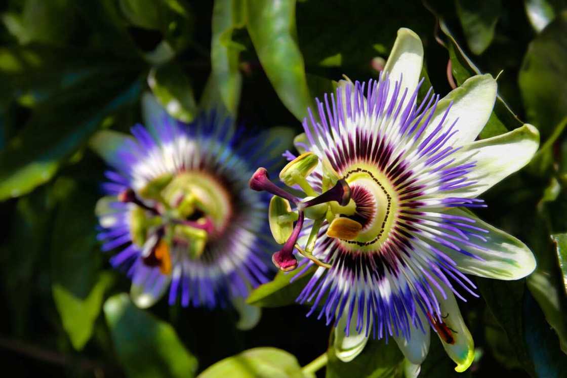 Blossoming passionflowers