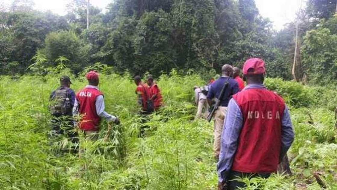 Dilolin miyagun kwayoyi sun afka kogin Niger a kokarinsu na tserewa jami'an NDLEA Dilolin miyagun kwayoyi sun afka kogin Niger a kokarinsu na tserewa jami'an NDLEA