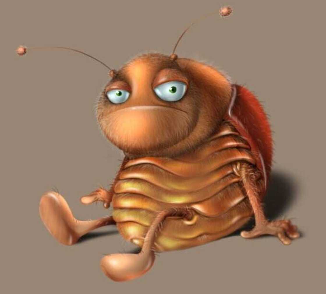 How to get rid of cockroaches forever easily How to get rid of cockroaches forever easily