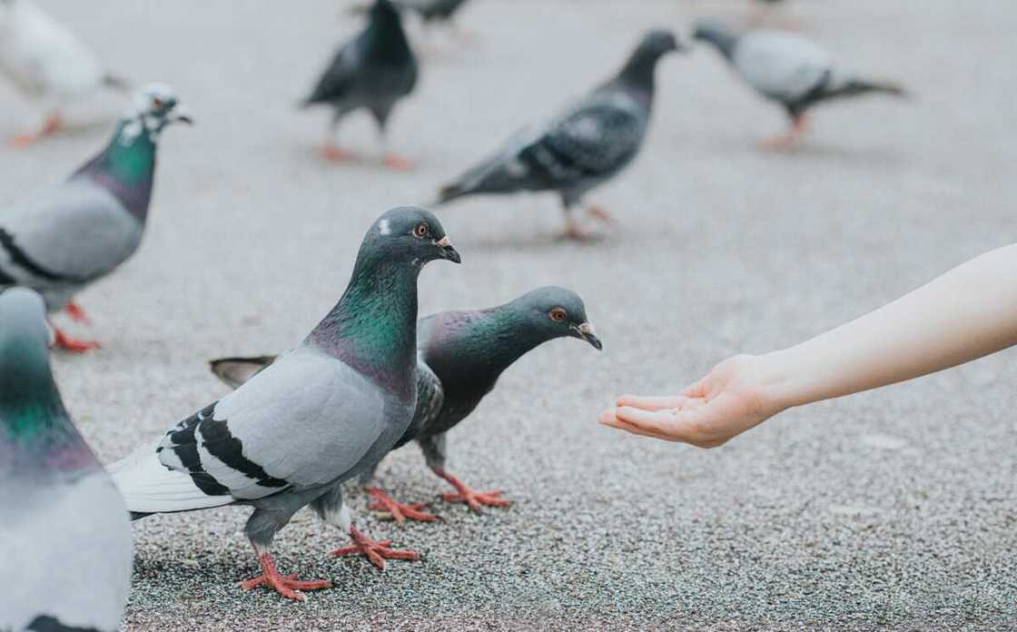 phobie des oiseaux