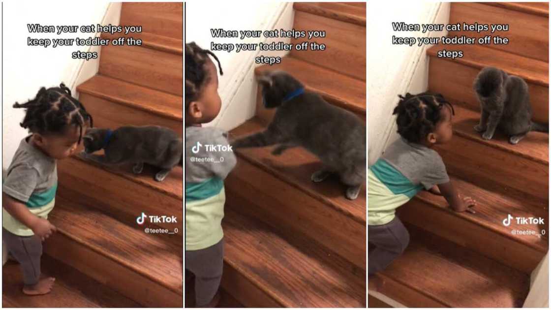 Baby and protective cat/baby trying to climb stairs.