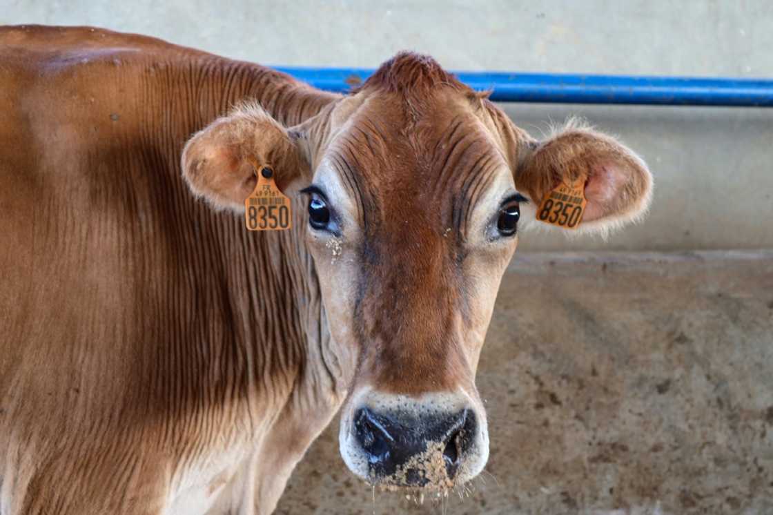 An outbreak of foot-and-mouth disease has devastated cattle in Libya An outbreak of foot-and-mouth disease has devastated cattle in Libya