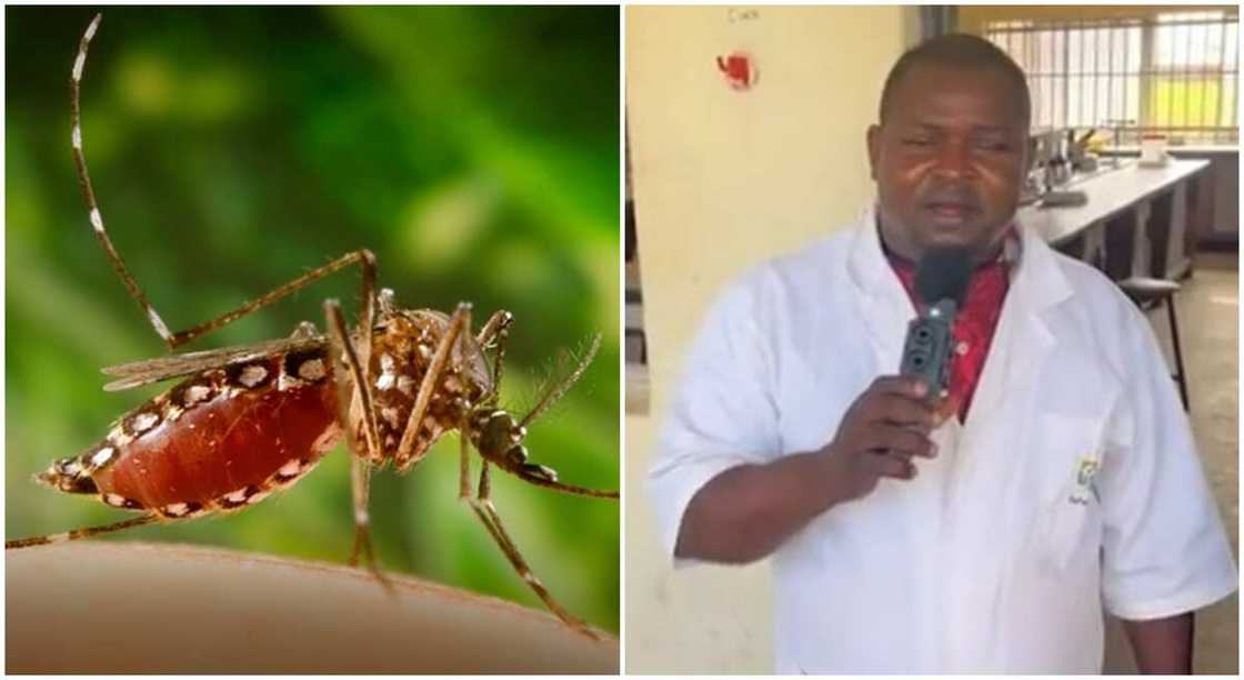 Dr Manyi, a Nigerian scientist and a mosquito farmer.