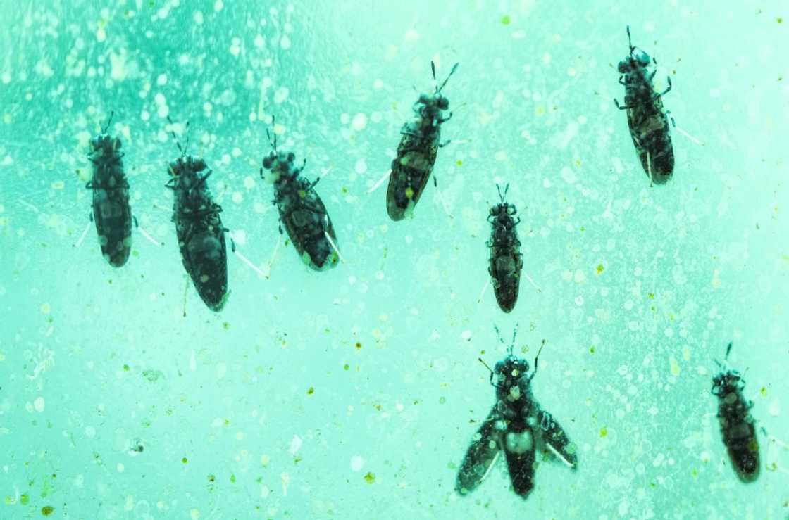 Under turquoise fluorescent lights, millions of black flies buzzed inside some 500 plastic cages Under turquoise fluorescent lights, millions of black flies buzzed inside some 500 plastic cages