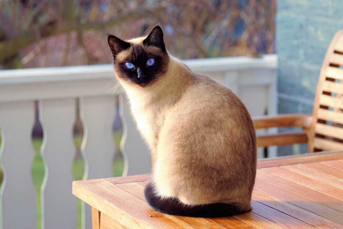 chat siamois chat siamois
