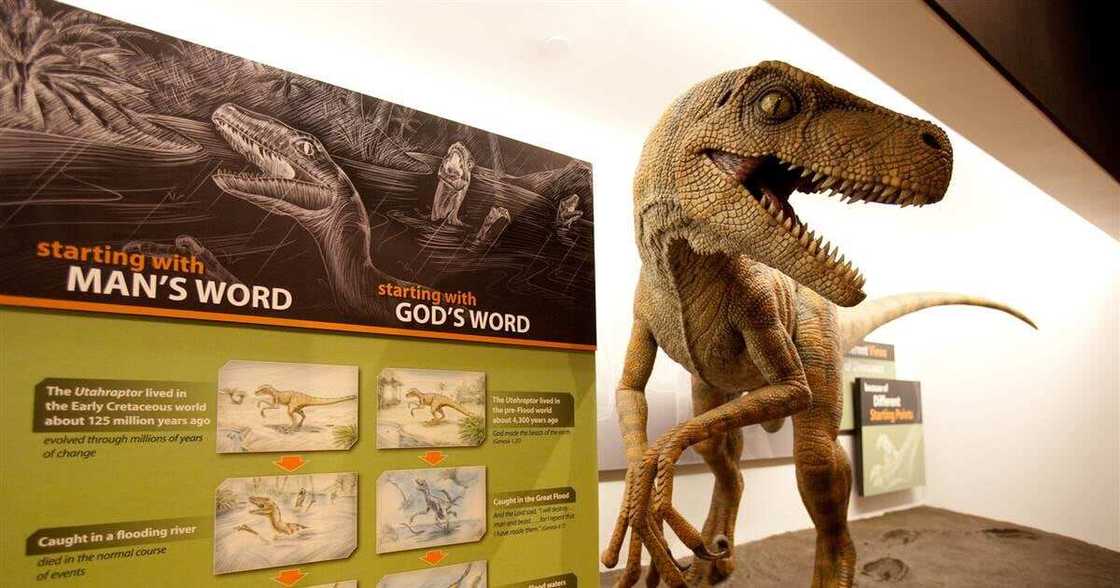Fear as Woman Claims She Spotted a Baby Dinosaur Running Near Her Home Fear as Woman Claims She Spotted a Baby Dinosaur Running Near Her Home