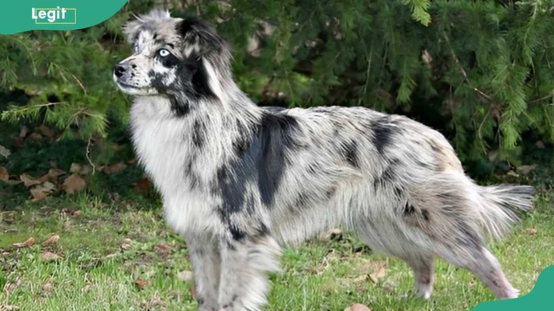 Pyrenean Shepherd standing outdoors